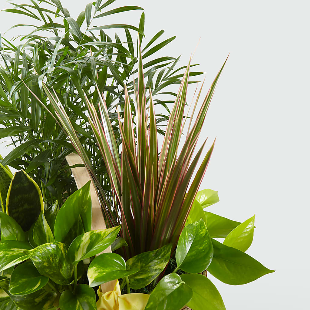 French Garden – Panda Flowers Canada Inc, Calgary AB