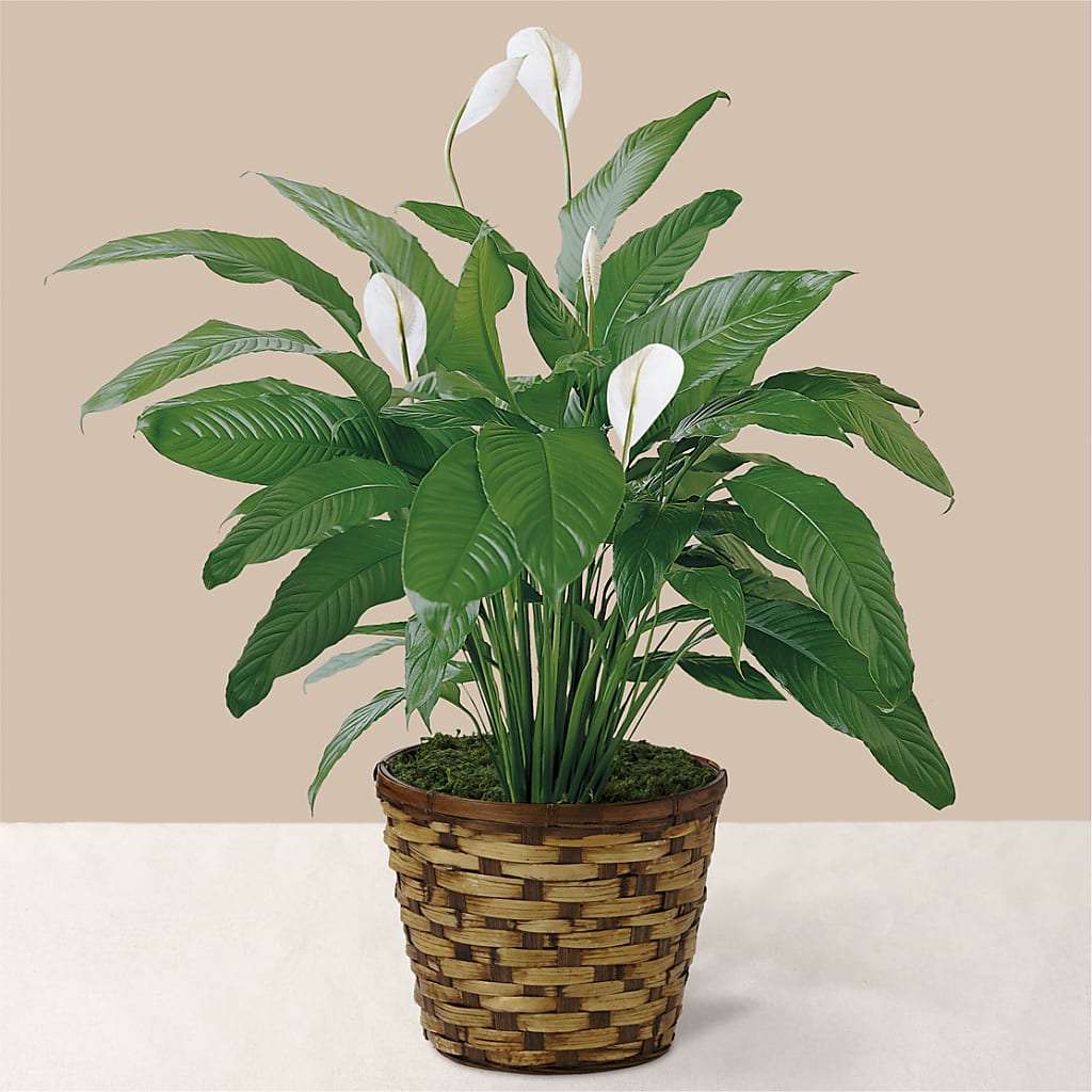 Tranquil Moments Peace Lily Plant – Panda Flowers Canada Inc, Calgary AB