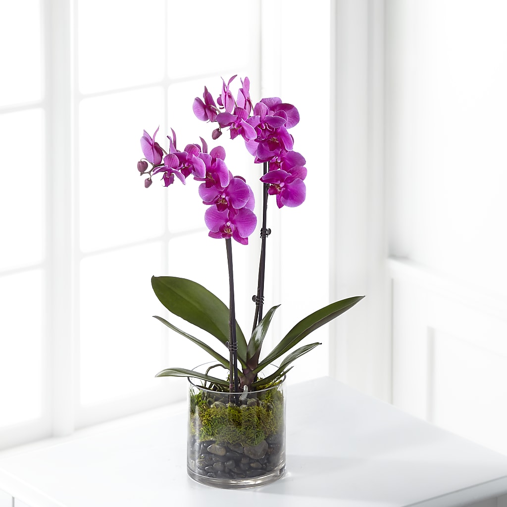 Pink Orchid Plant – Panda Flowers Canada Inc, Calgary AB