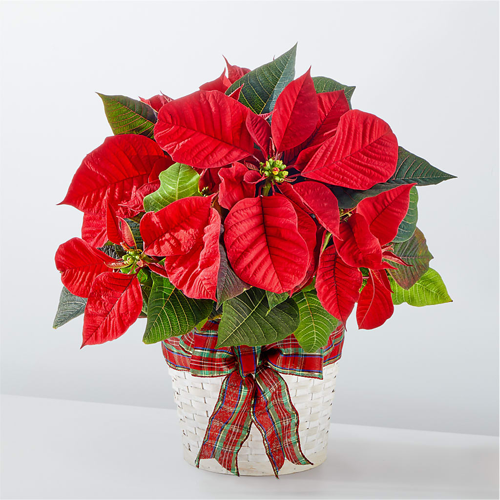 Poinsettia de las fiestas más felices