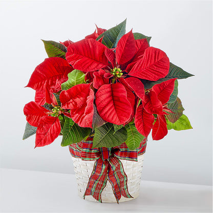 Poinsettia de las fiestas más felices