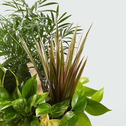 French Garden –  Panda Flowers Canada Inc, Calgary AB