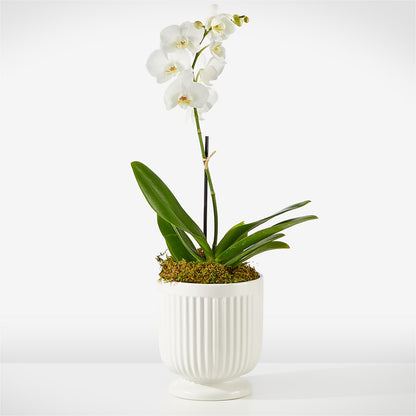 Whispering White Orchid –  Panda Flowers Canada Inc, Calgary AB