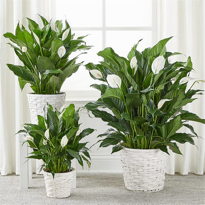 A New Leaf Peace Lily –  Panda Flowers Canada Inc, Calgary AB