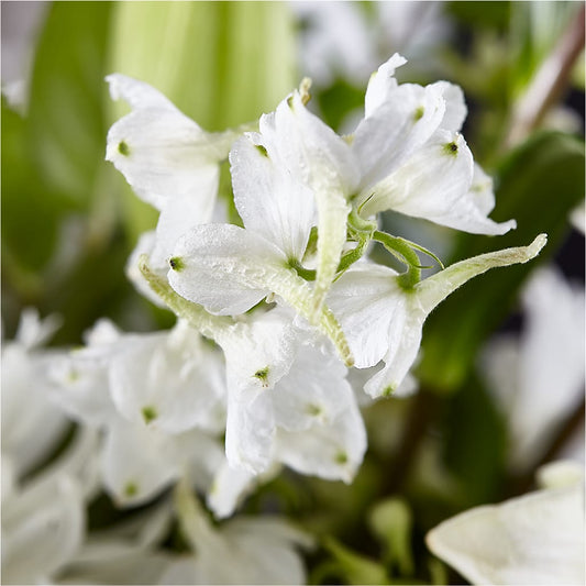 Classic Ivory – A Florist Original –  Panda Flowers Canada Inc, Calgary AB