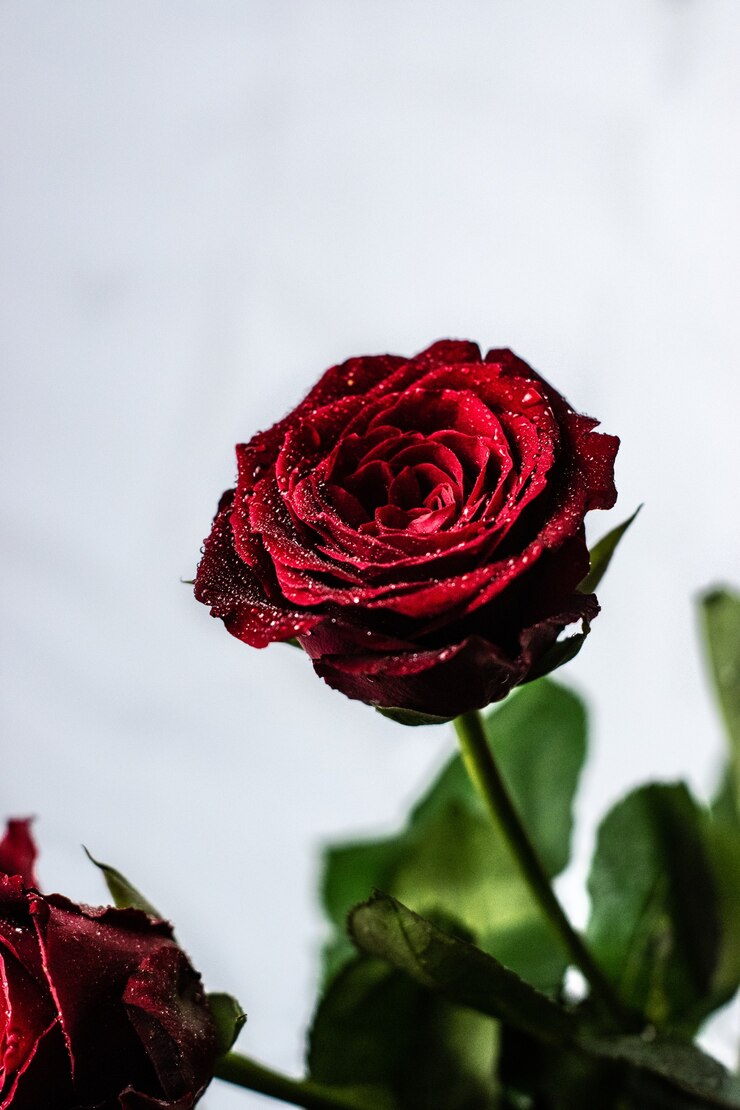 flower delivery canada