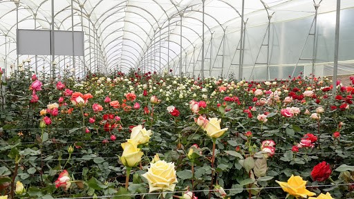 Rose Farmers, Farm Fresh Roses